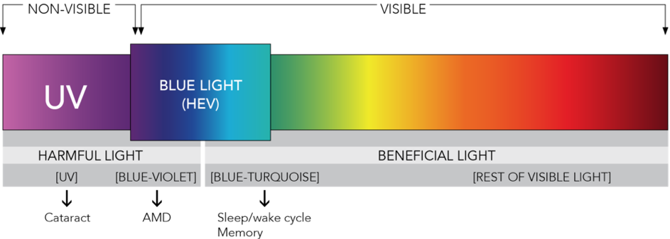 Blue light spectrum - Blueberry Glasses
